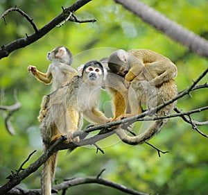 Squirrel monkeys with their babies