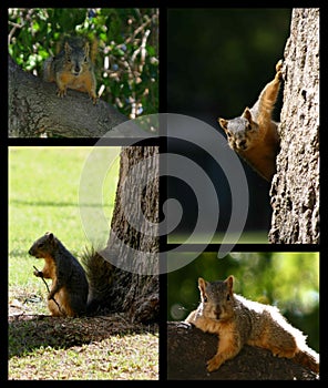 Squirrel montage