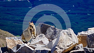 Squirrel on mountain