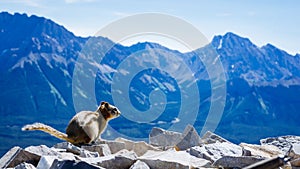 Squirrel on mountain Landscape