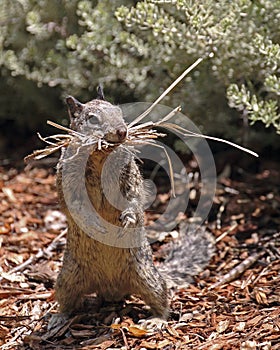 Squirrel mouthful photo