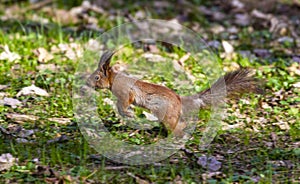 The squirrel is always on the move and is busy looking for food.