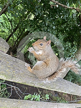 A squirrel in the Mudchute City Farm and Park