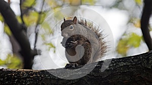 Squirrel munches on a walnut