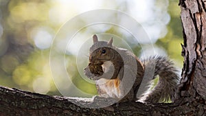 Squirrel munches on a walnut