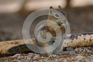 a squirrel eating nuts on the ground in front of a log