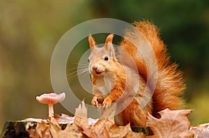 Squirrel and mushroom