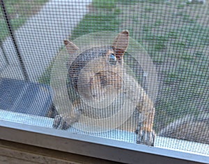 Squirrel at my window stalker cute animal curious