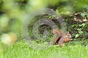 Squirrel in natural environment