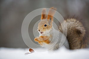 Squirrel in nature