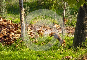 Squirrel in nature. Cute squirrel on tree branch. Squirrel portrait