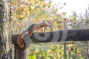 Squirrel in nature. Squirrel on tree. Cute squirrel on tree branch. Squirrel portrait