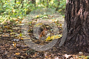 a squirrel near a tree eats nuts.