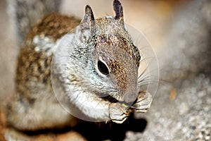 Squirrel Nibbling on Food