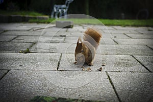 Squirrel nibbling nuts