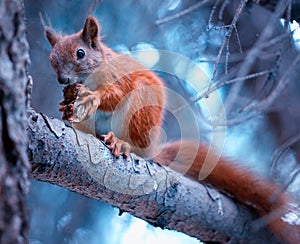 Squirrel with nut