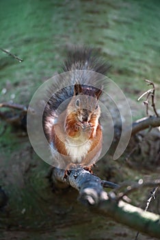 Squirrel with nut