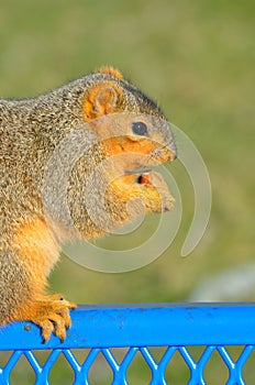 Squirrel with nut