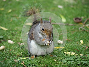 Squirrel with Nut