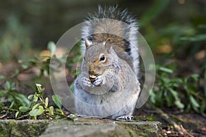 Squirrel ; with nut