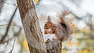 Squirrel with nut in Autumn sits on a branch