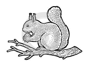 squirrel with nut on branch sketch vector
