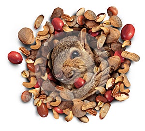 Squirrel Nut Burst