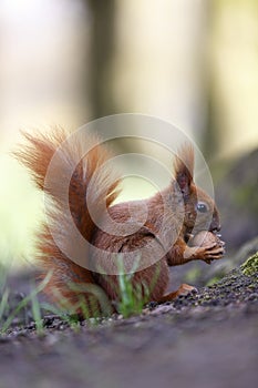 Squirrel nut the eater.