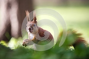 Squirrel nut the eater.