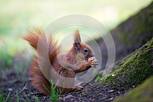 Squirrel nut the eater.