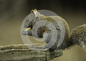 Squirrel With Nut In Its Mouth