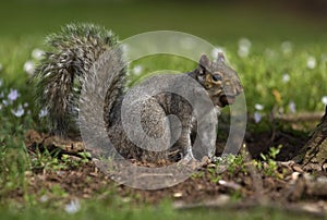 Squirrel with nut in mouth