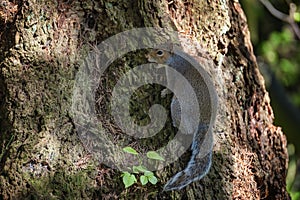 Squirrel with nut in mouth climbs tree trunk