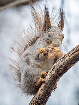 The squirrel with nut sits on a branches in the spring or summer