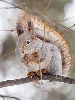 The squirrel with nut sits on tree in the winter or late autumn