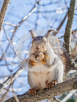 The squirrel with nut sits on tree in the winter or late autumn