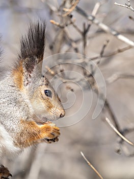 The squirrel with nut sits on tree in the winter or late autumn. Portrait of the squirrel close-up