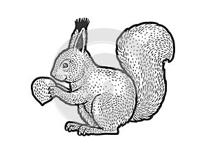 Squirrel with nut sketch vector