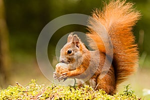 Squirrel with nut