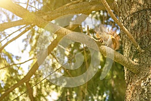 Squirrel with a nut on the tree . Funny squirrel whis a nut . Sciurus. Rodent. A squirrel sits on a tree and eats a nut