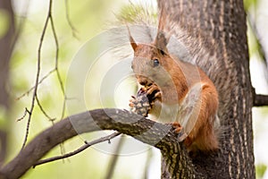 Squirrel with a nut on the tree