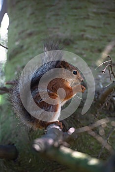 Squirrel with nuts