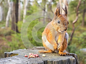 Squirrel with nuts