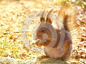 Squirrel with nuts