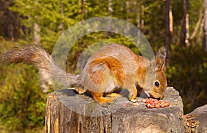 Squirrel with nuts