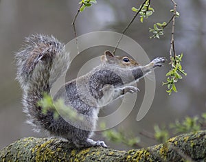 Squirrel nuts nature wildlife spring