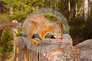 Squirrel with nuts and summer forest on background