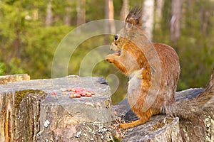 Squirrel with nuts and summer forest on background