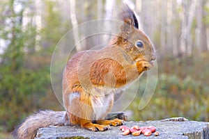 Squirrel with nuts and summer forest on background