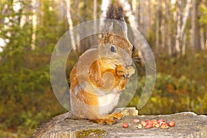 Squirrel with nuts and summer forest on background wild nature